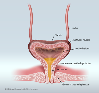 Medical illustration of female bladder voiding or micturition