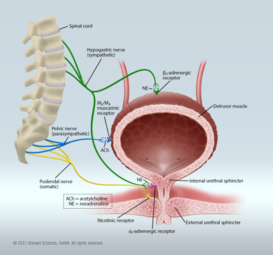 Medical illustration of neurologic innervation and bladder muscle control