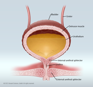 Medical illustration of female bladder storagestate